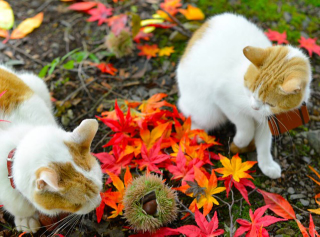 Illustration for article titled Cats Are the Cutest Guides to Japan